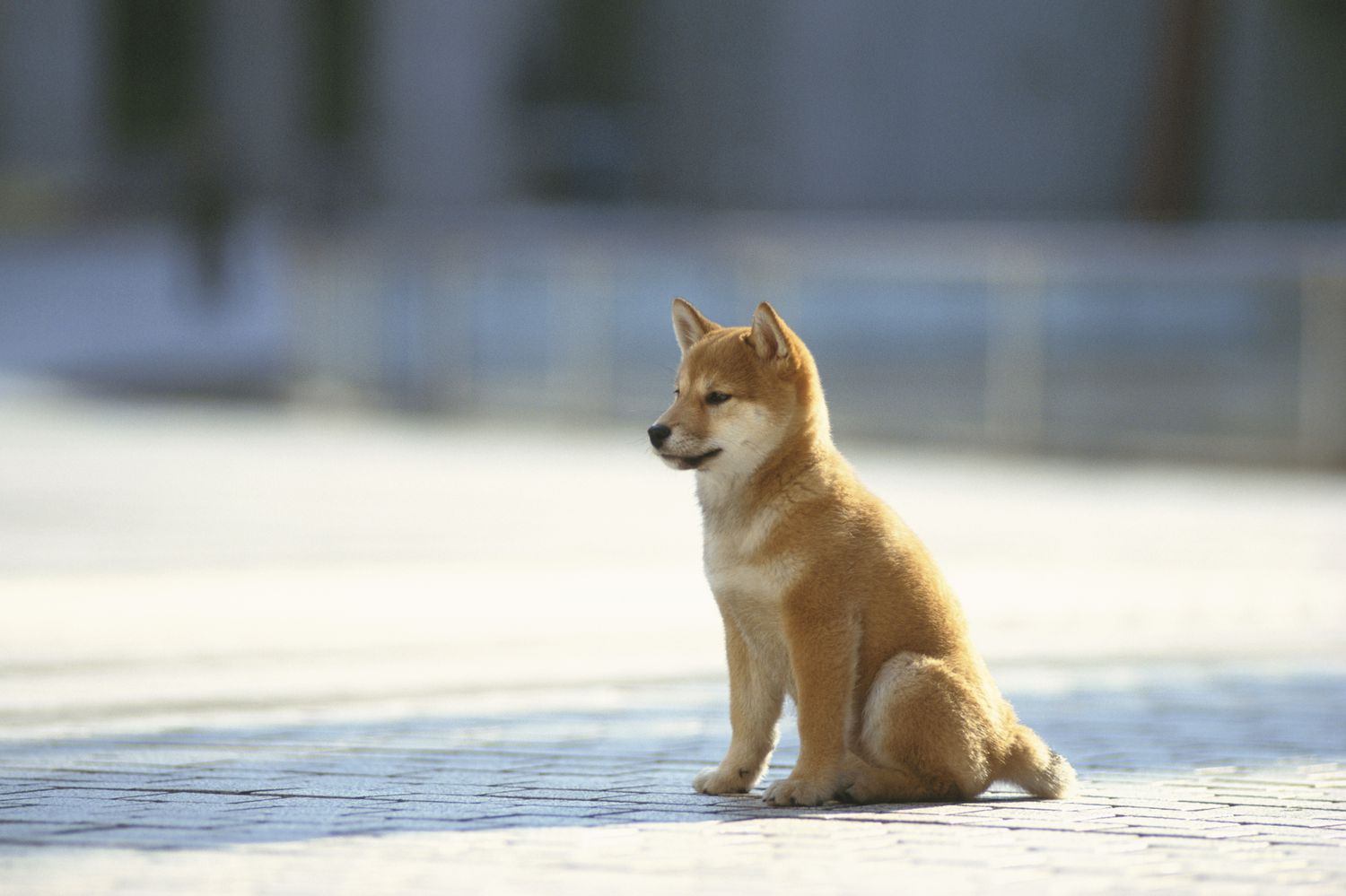 dog care business